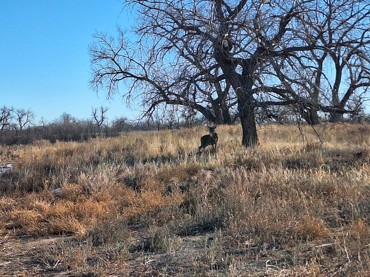 Animals - ML646620921