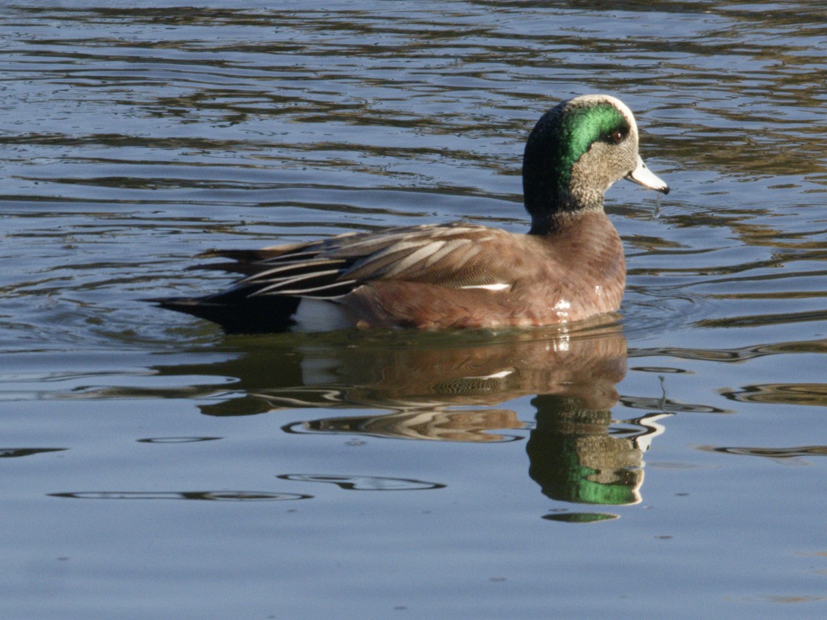 hvízdák americký - ML646620922