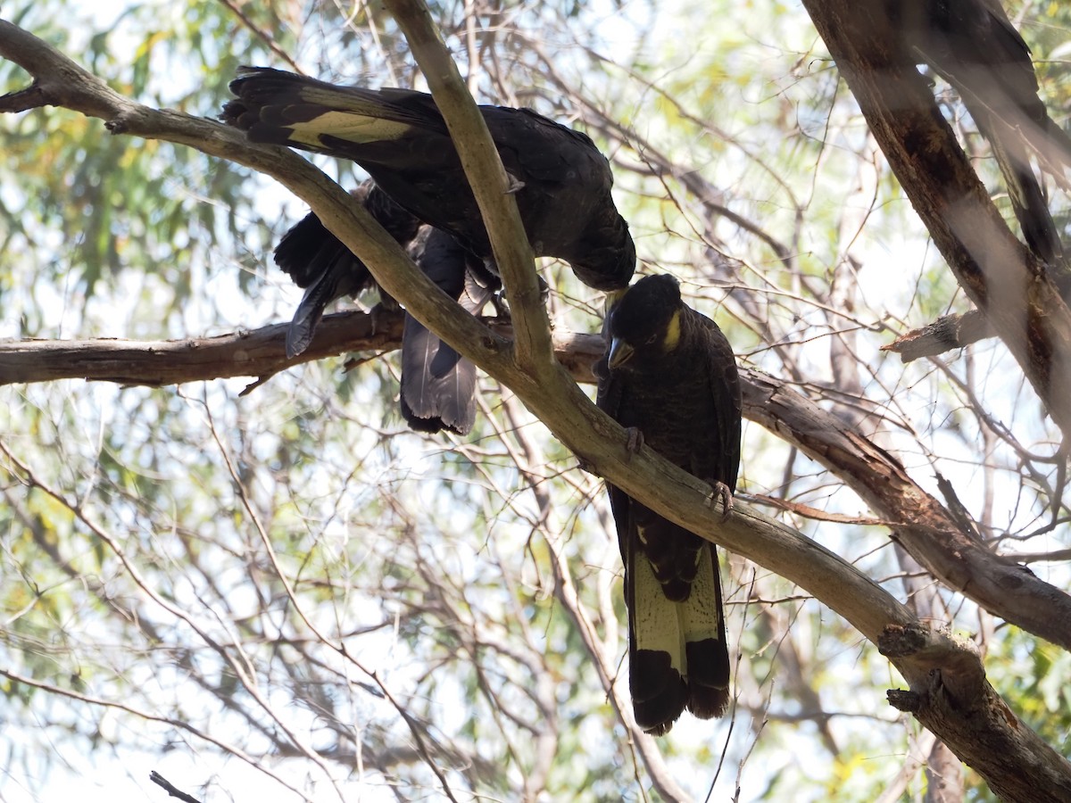 Yellow-tailed Black-Cockatoo - ML646620923