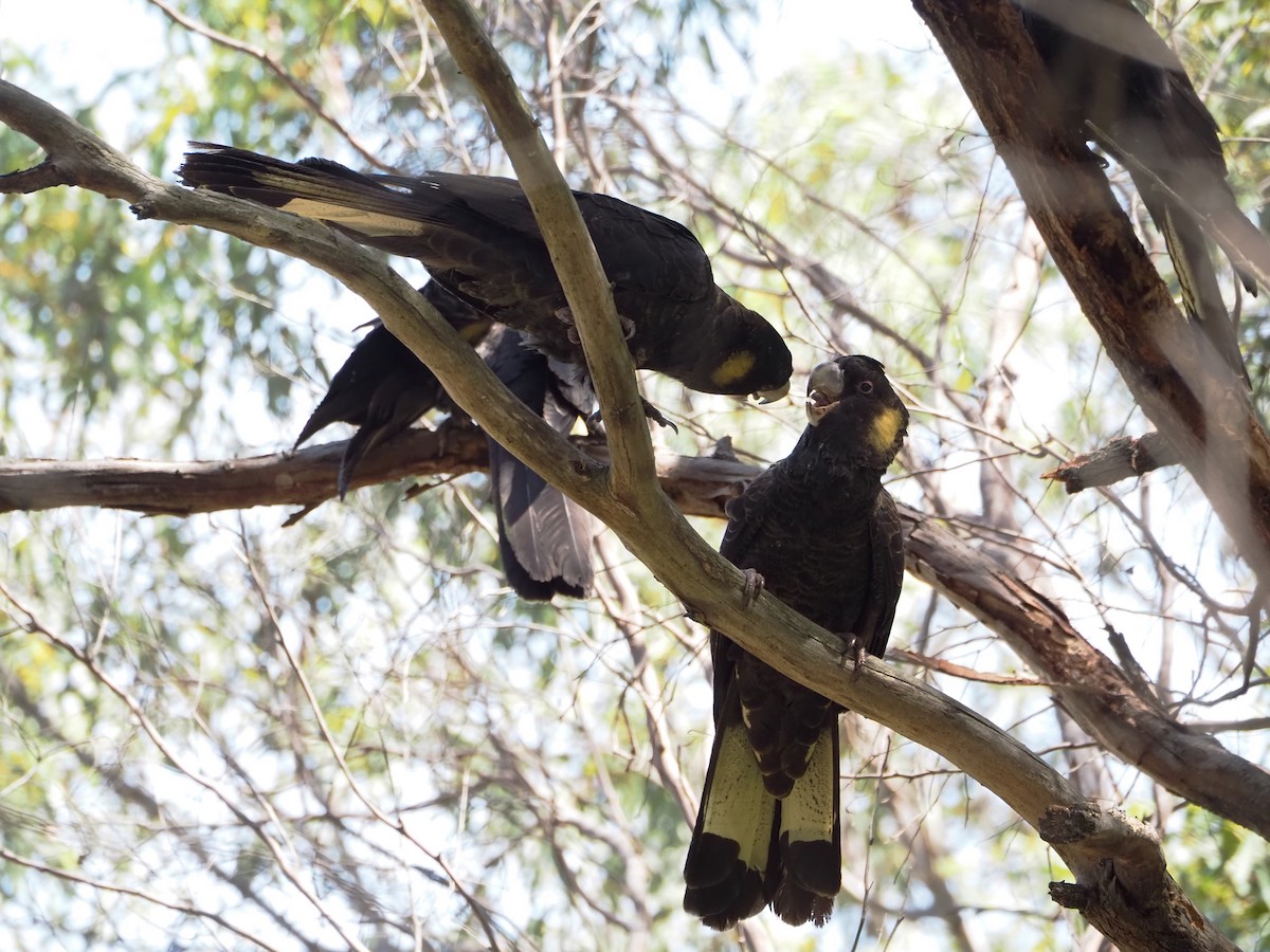 Yellow-tailed Black-Cockatoo - ML646620924