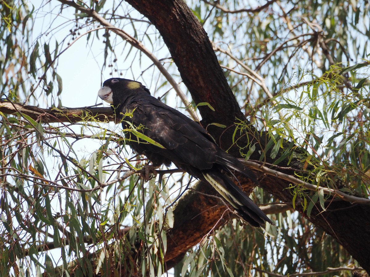 Yellow-tailed Black-Cockatoo - ML646620925