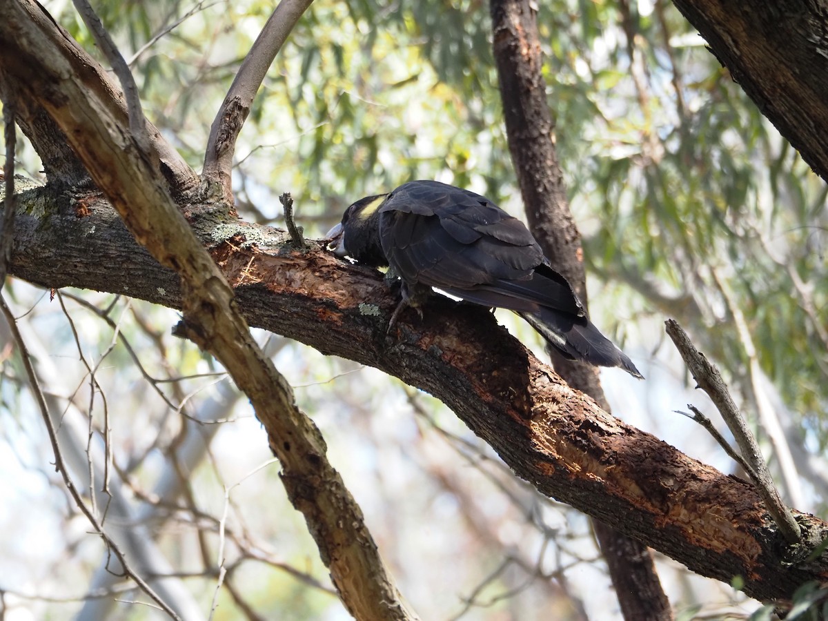 Yellow-tailed Black-Cockatoo - ML646620926
