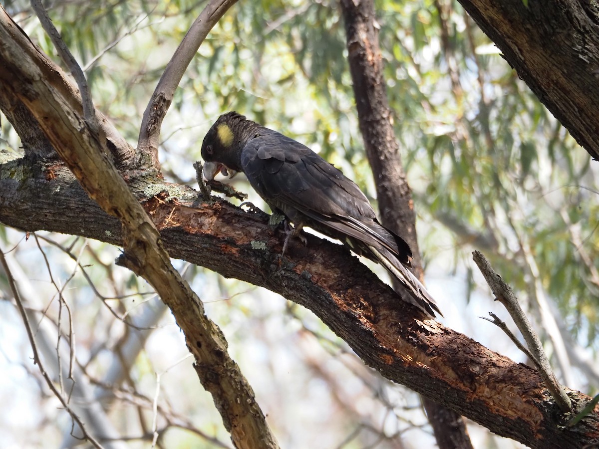 Yellow-tailed Black-Cockatoo - ML646620927