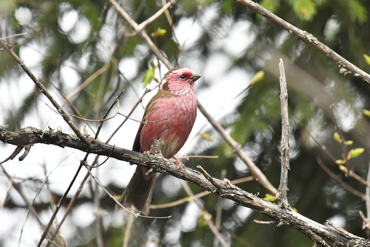 Chinese White-browed Rosefinch - ML646620928