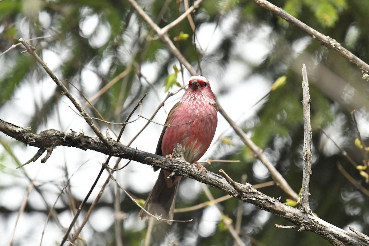 Chinese White-browed Rosefinch - ML646620929