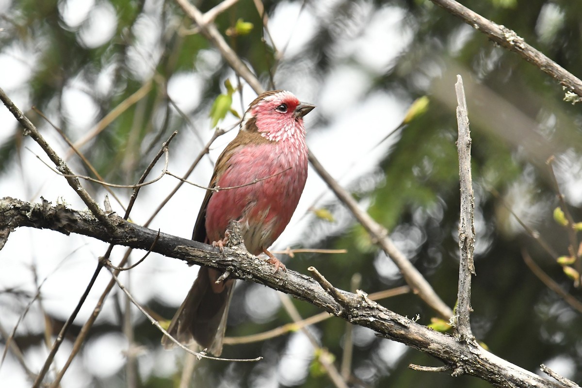 Chinese White-browed Rosefinch - ML646620930