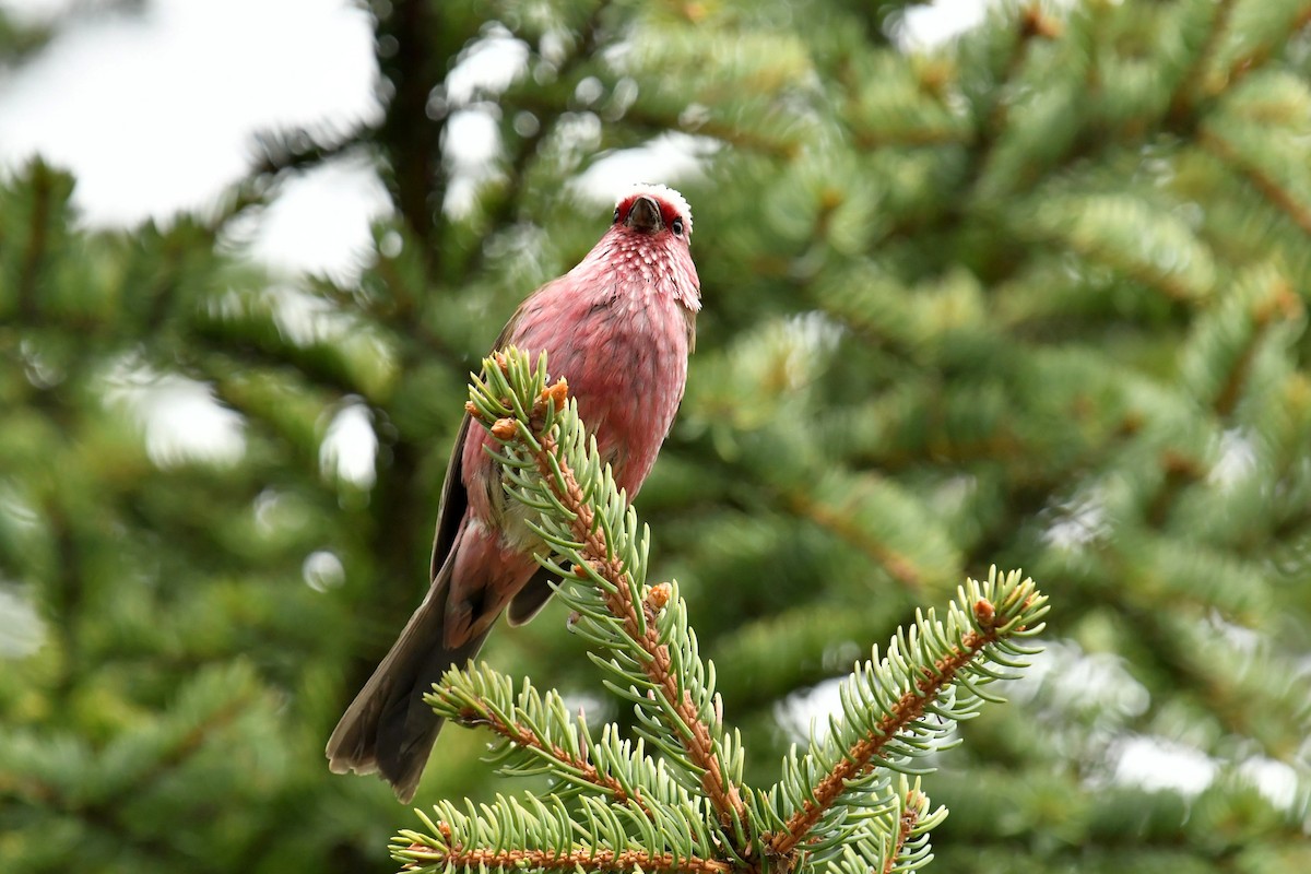 Chinese White-browed Rosefinch - ML646620931