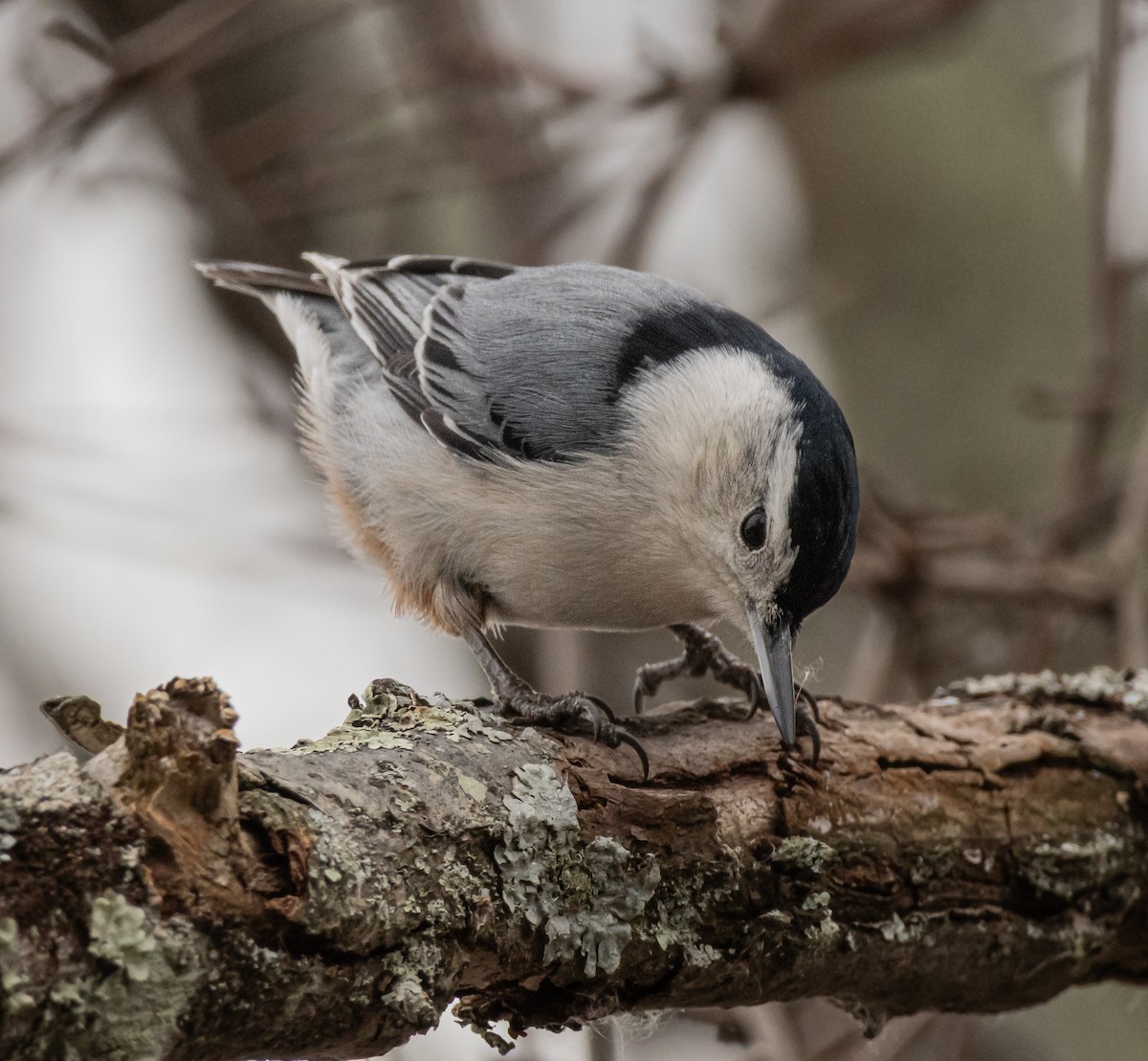 Weißbrustkleiber (carolinensis) - ML646620940