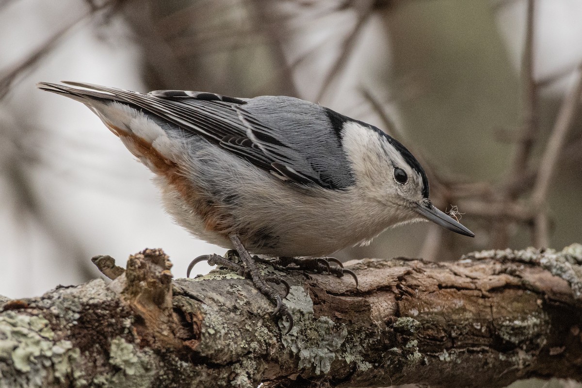 Weißbrustkleiber (carolinensis) - ML646620941