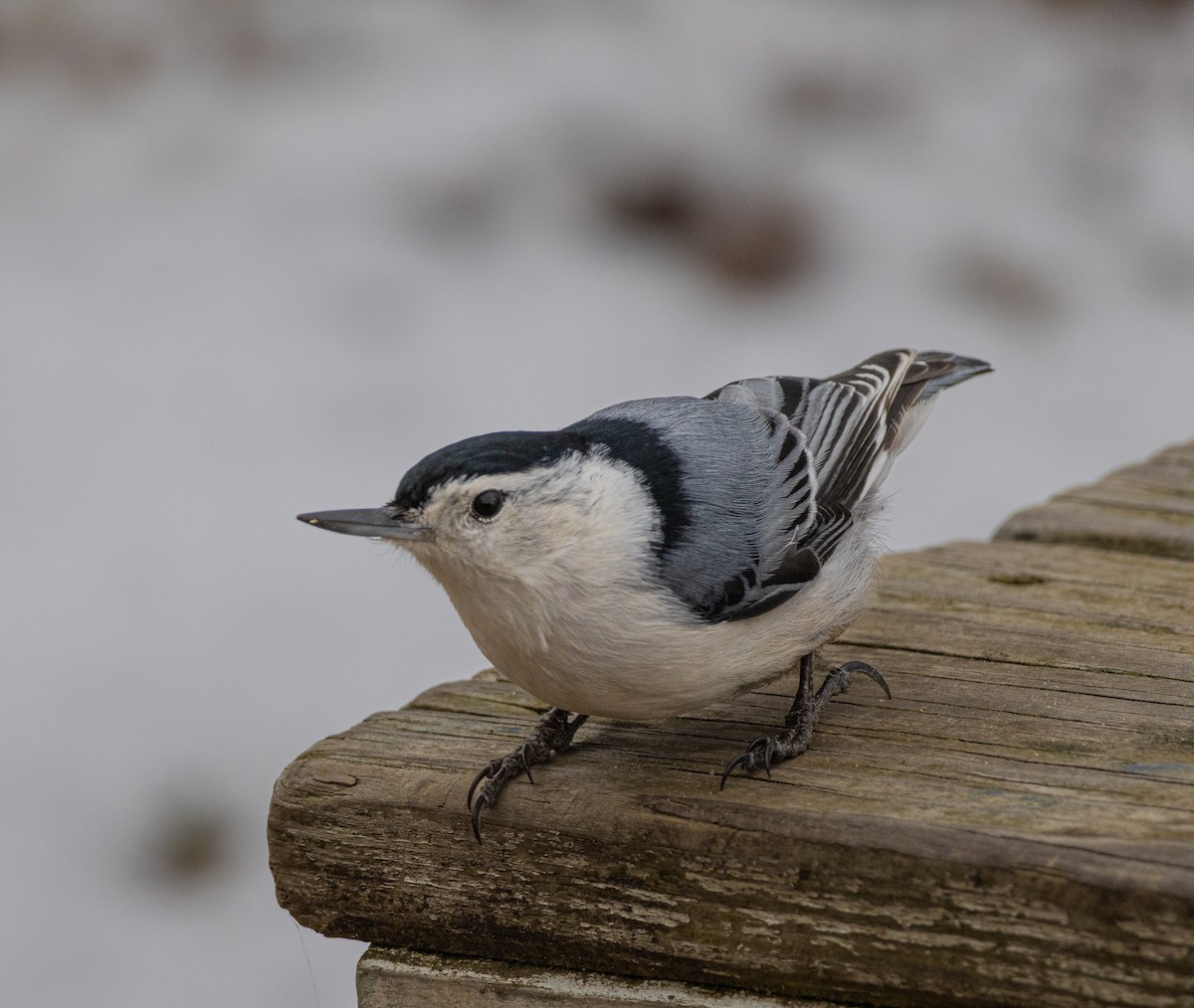 Weißbrustkleiber (carolinensis) - ML646620942