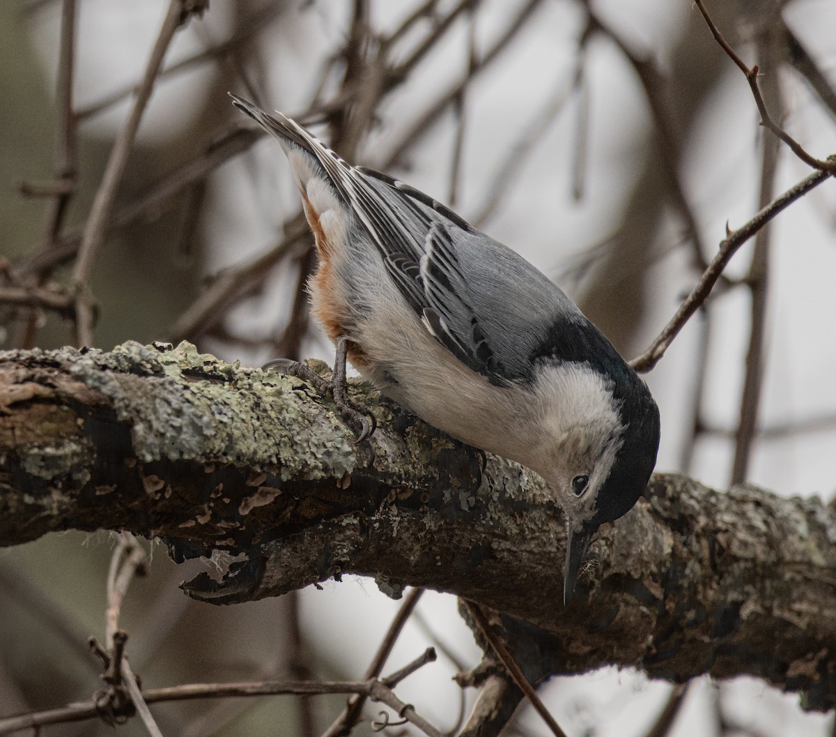 Weißbrustkleiber (carolinensis) - ML646620943