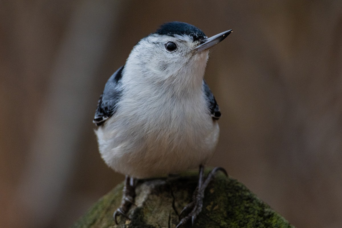 Weißbrustkleiber (carolinensis) - ML646620944