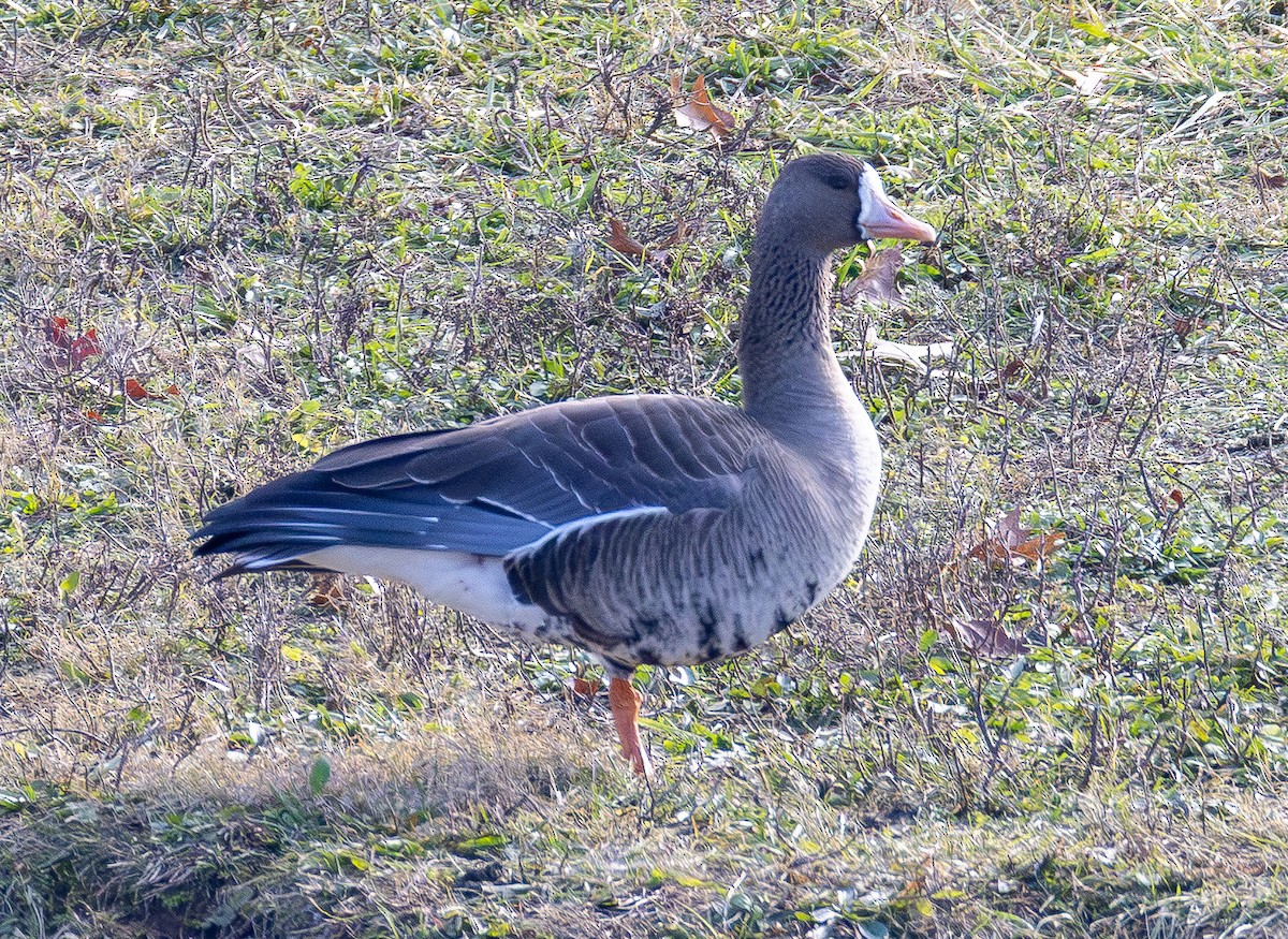 אווז לבן-מצח - ML646620945