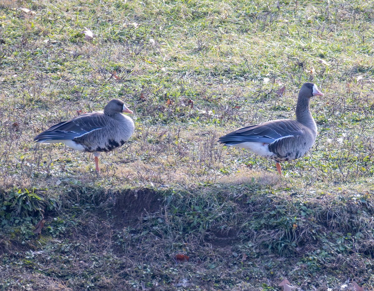 אווז לבן-מצח - ML646620946