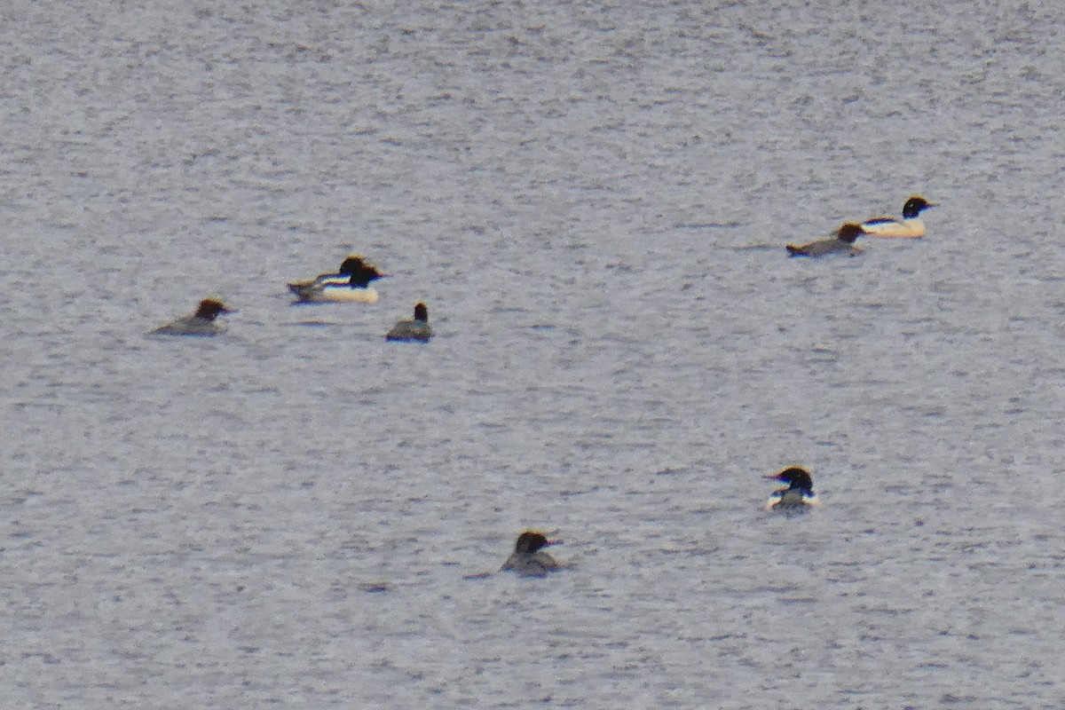 Serreta Grande - ML646620947