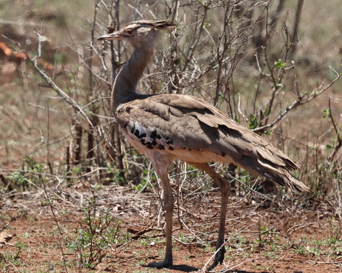 アフリカオオノガン - ML646620955