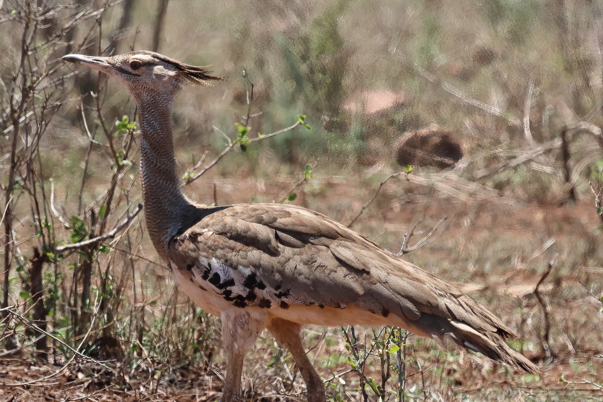 アフリカオオノガン - ML646620958
