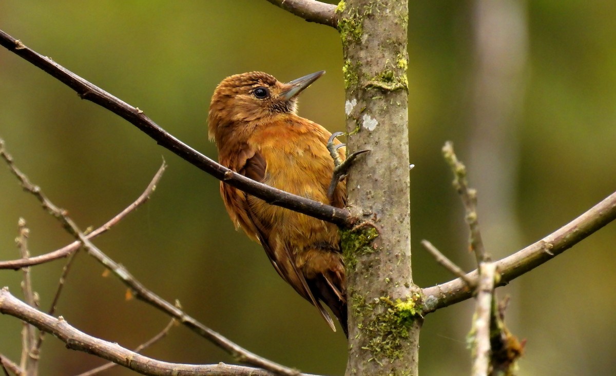 Smoky-brown Woodpecker - ML646620959