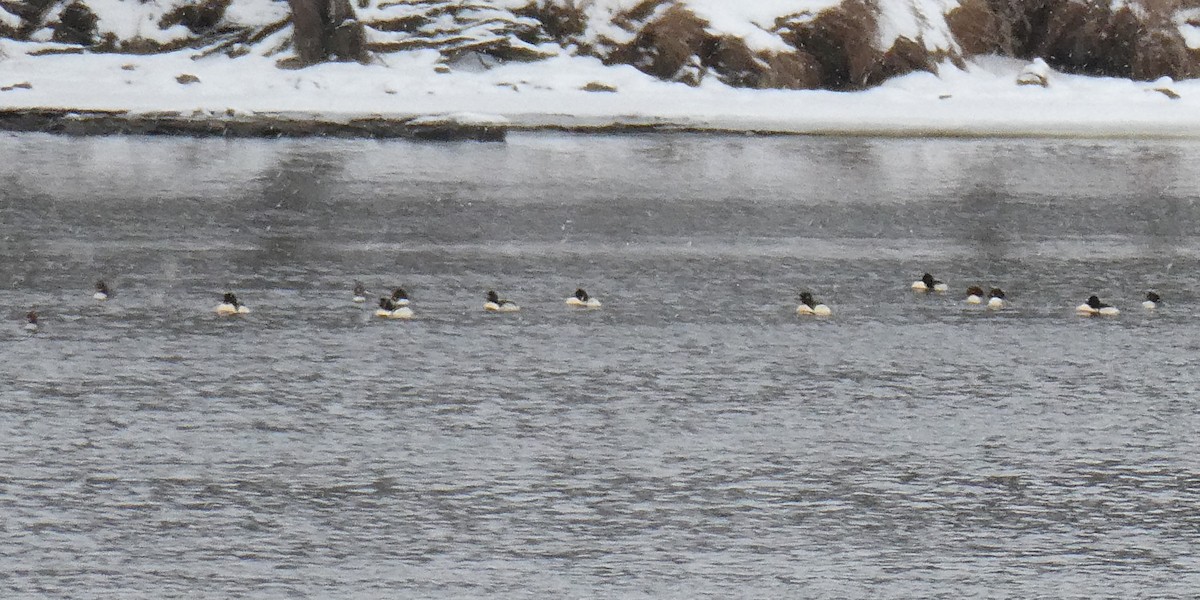 Serreta Grande - ML646620960