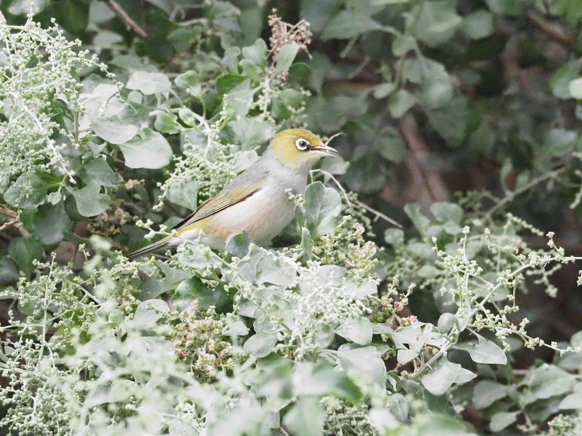 Silvereye - ML646620962