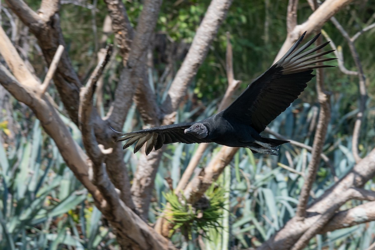 Чёрная катарта - ML646620963