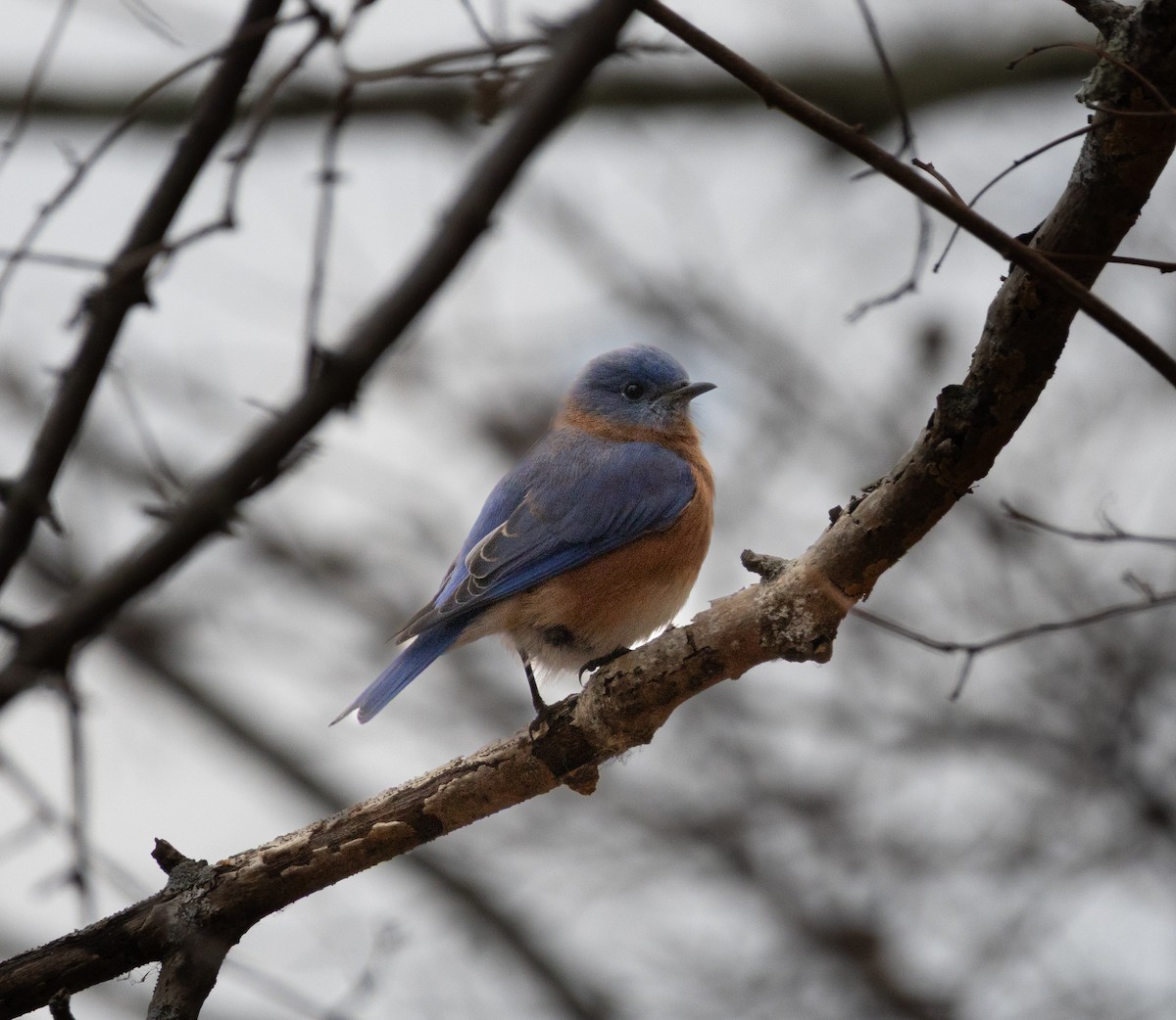 Блакитник східний - ML646620964