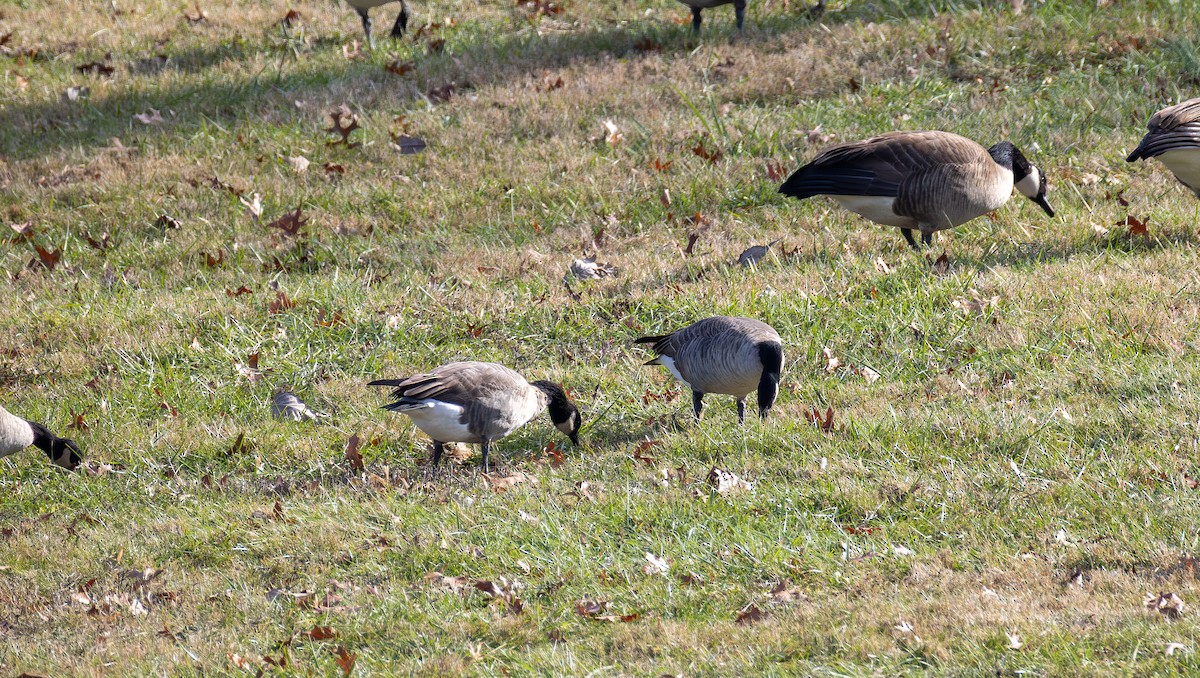 ברנטה גוצית - ML646620965