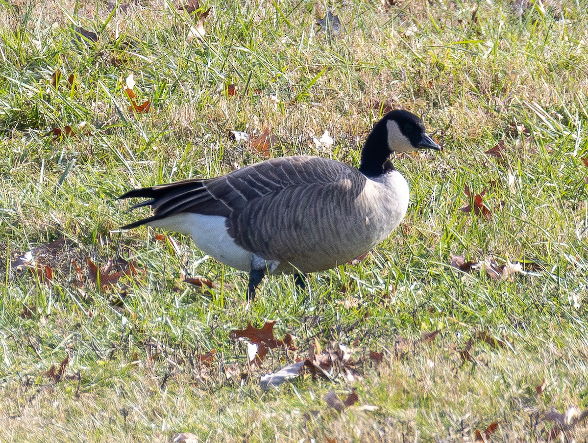 ברנטה גוצית - ML646620966