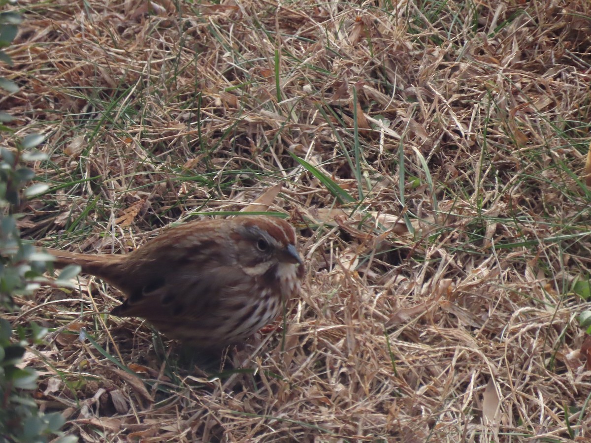 Chingolo Cantor - ML646620969