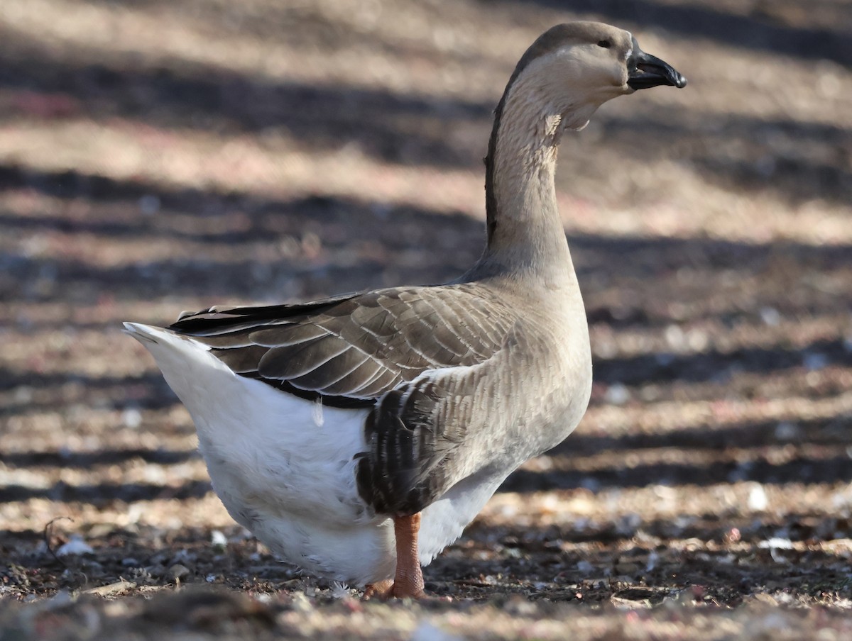 husa labutí (domestikovaná) - ML646620970