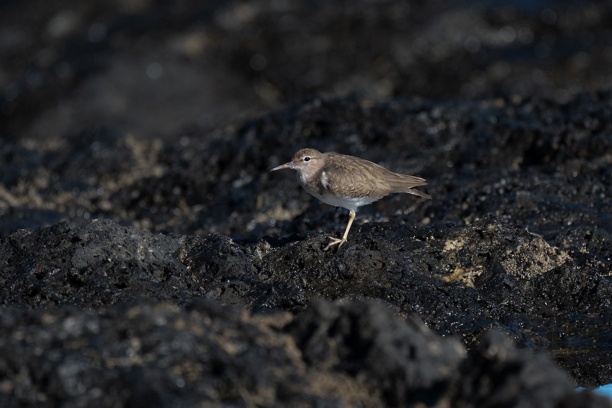 Benekli Düdükçün - ML646620971