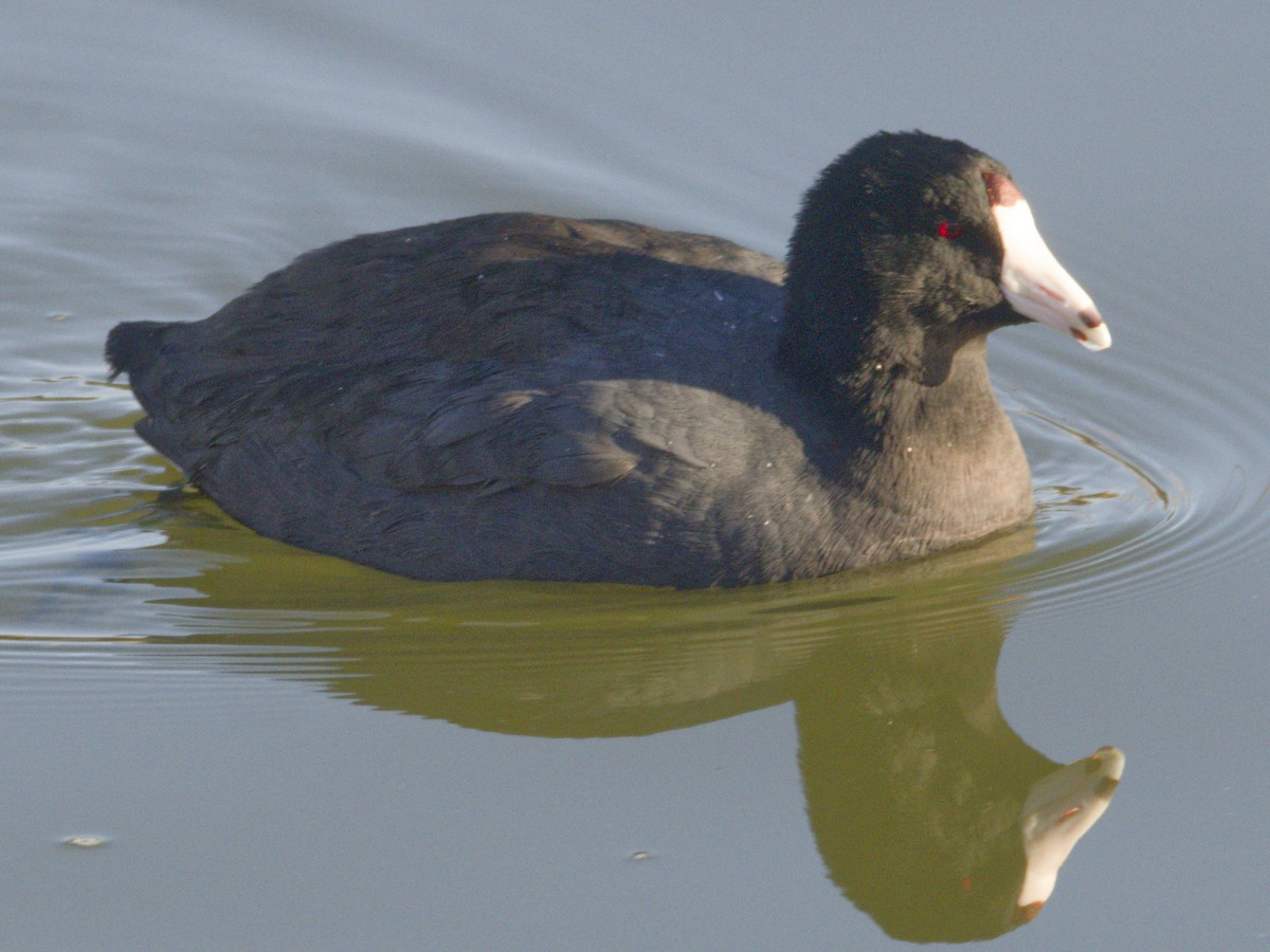 Kopetazuri amerikarra - ML646620973