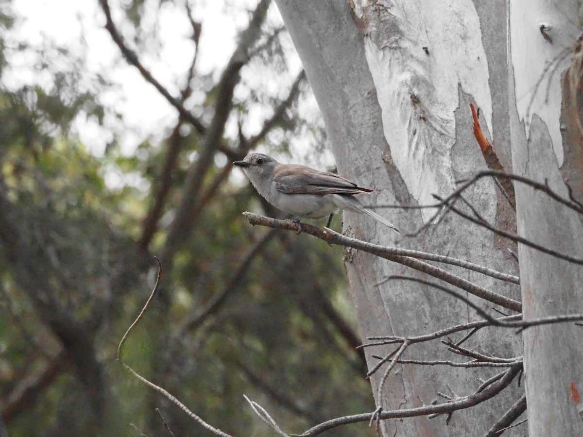 Gray Shrikethrush - ML646620974