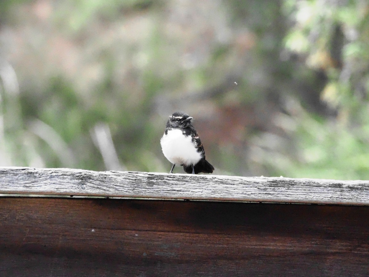 Willie-wagtail - ML646620979