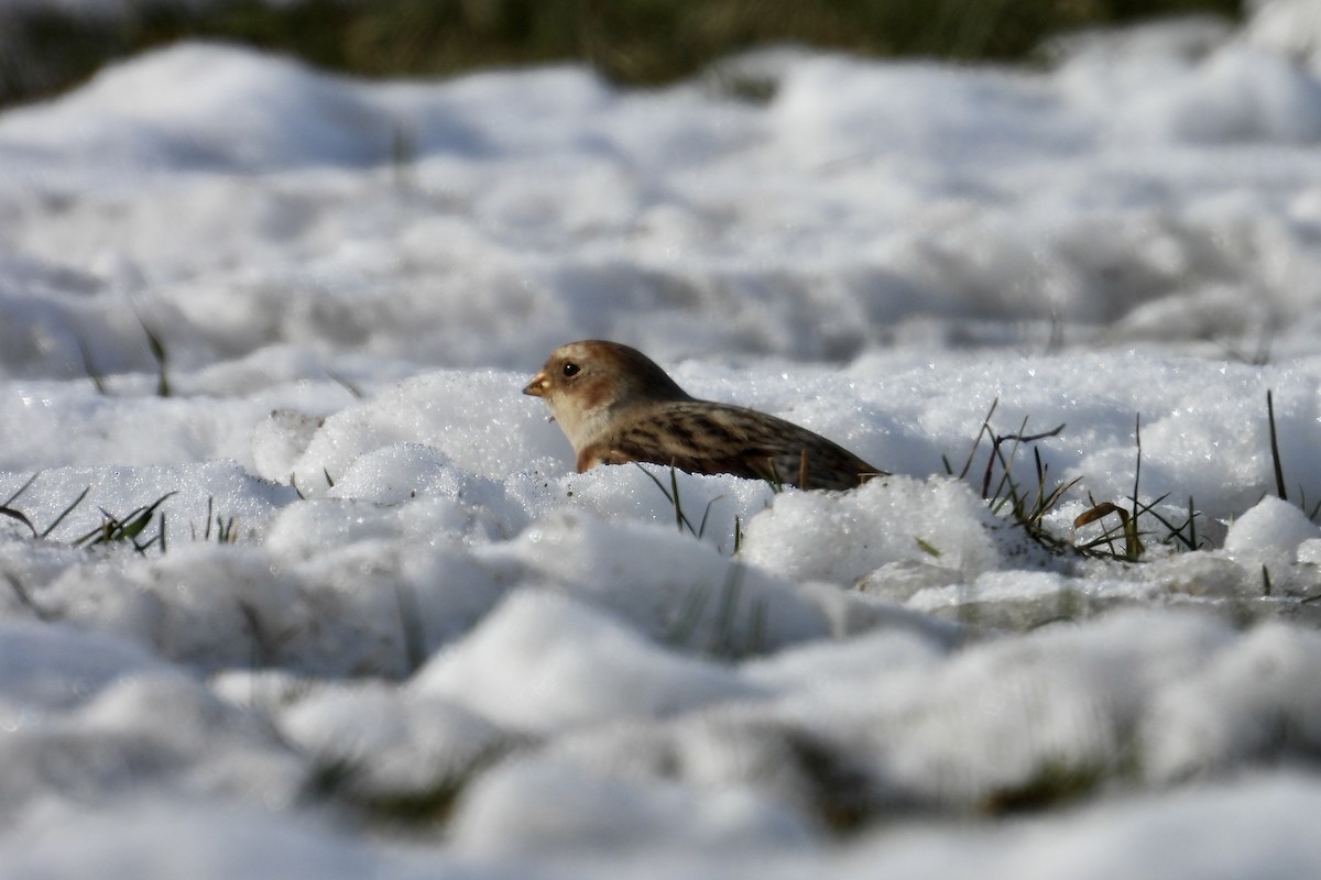 Elur-berdantza - ML646620983