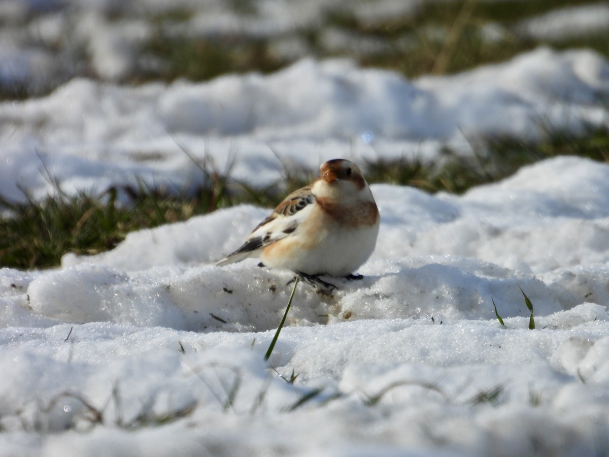 Elur-berdantza - ML646620984