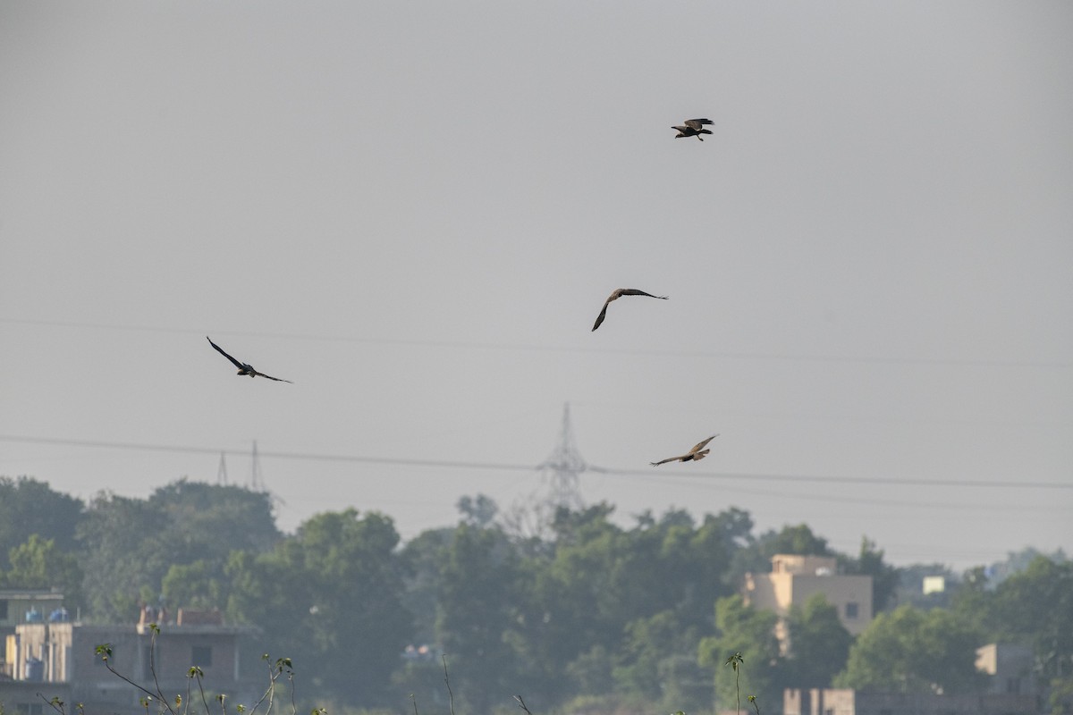 Болотный лунь - ML646620987