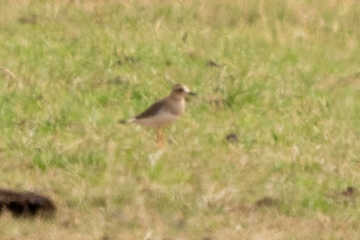 Oriental Plover - ML646620988