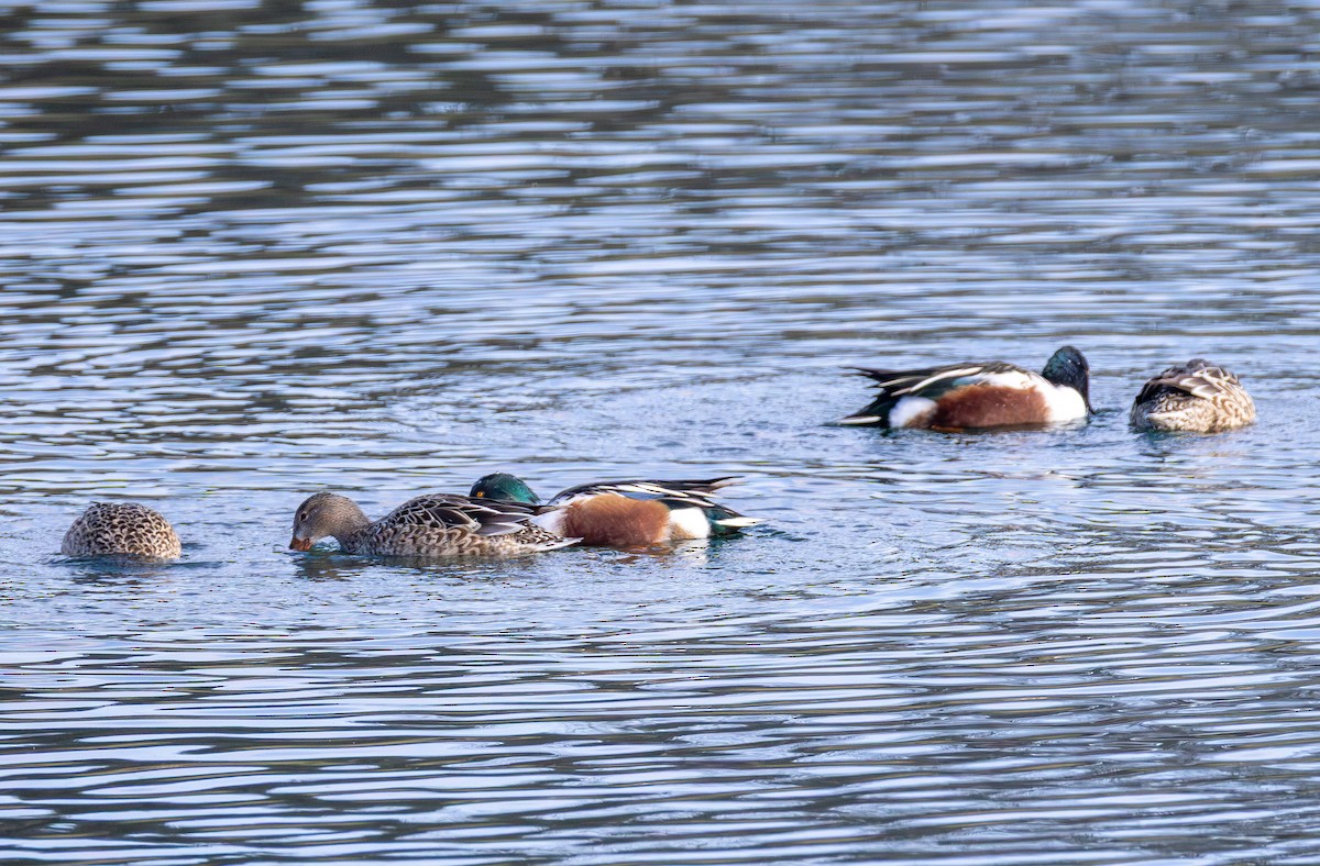 מרית צפונית - ML646620989