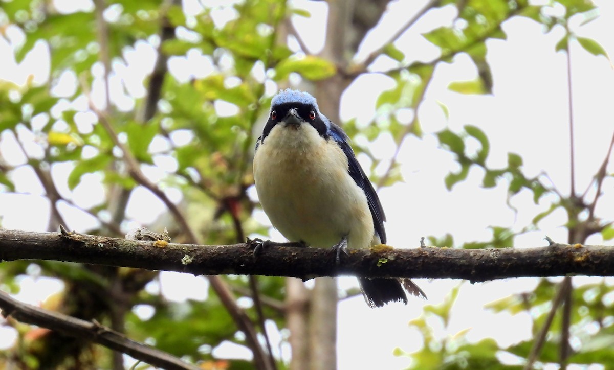 Fawn-breasted Tanager - ML646620992