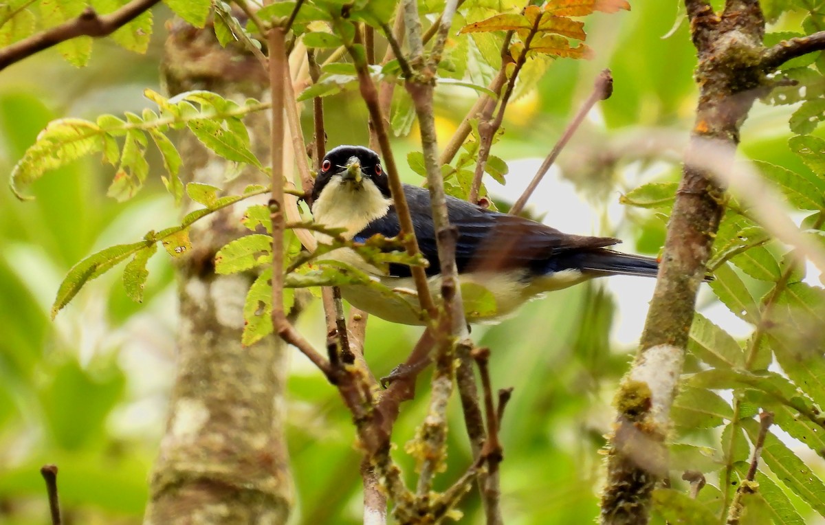 Fawn-breasted Tanager - ML646620993