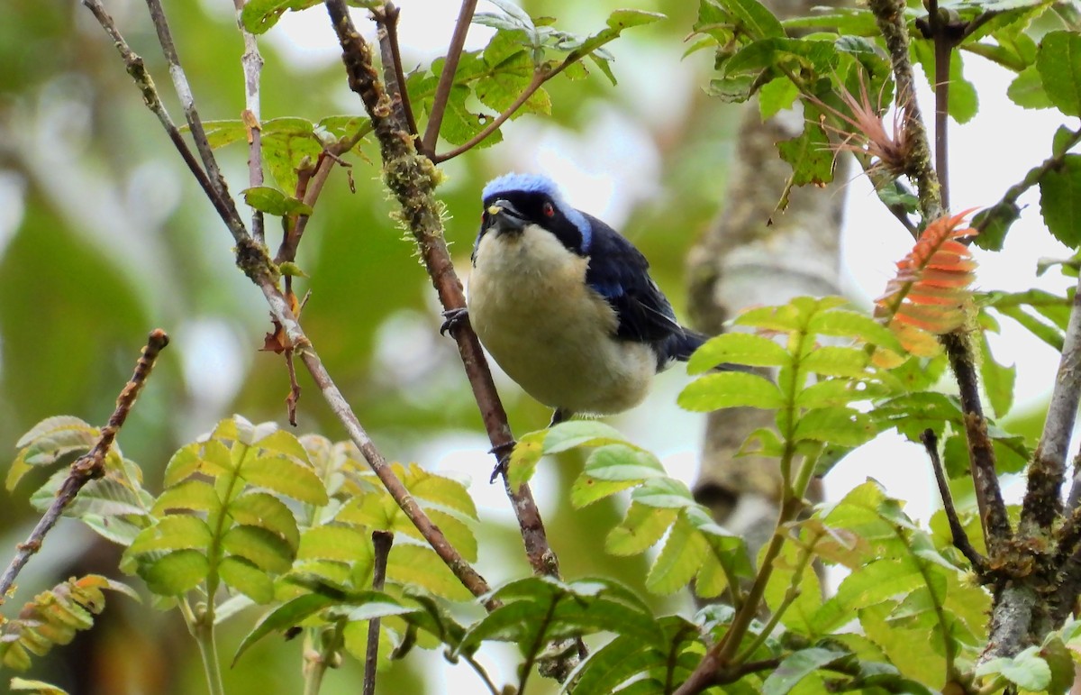 Fawn-breasted Tanager - ML646620996