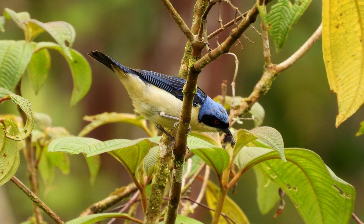 Fawn-breasted Tanager - ML646620998