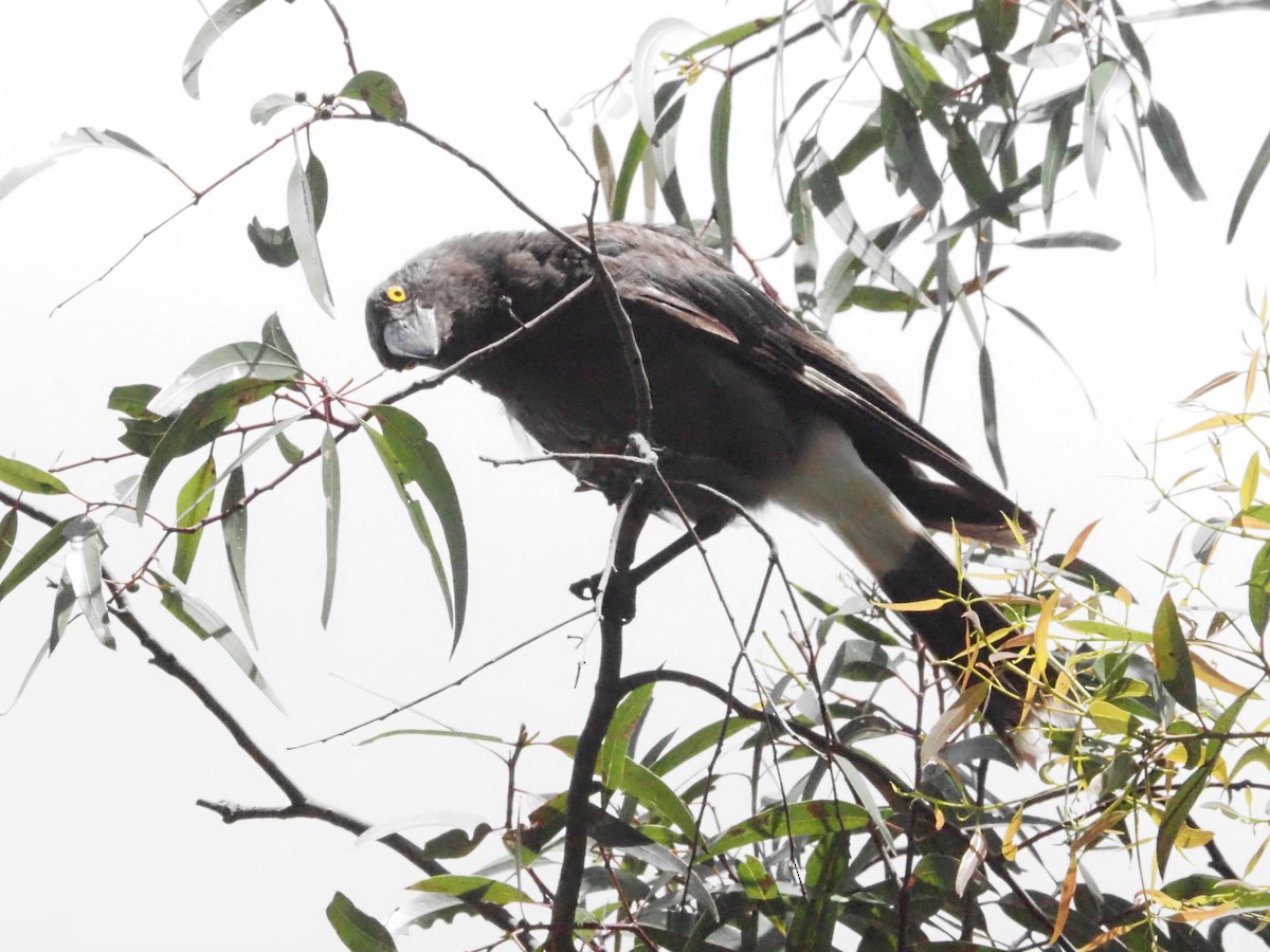 Pied Currawong - ML646621003