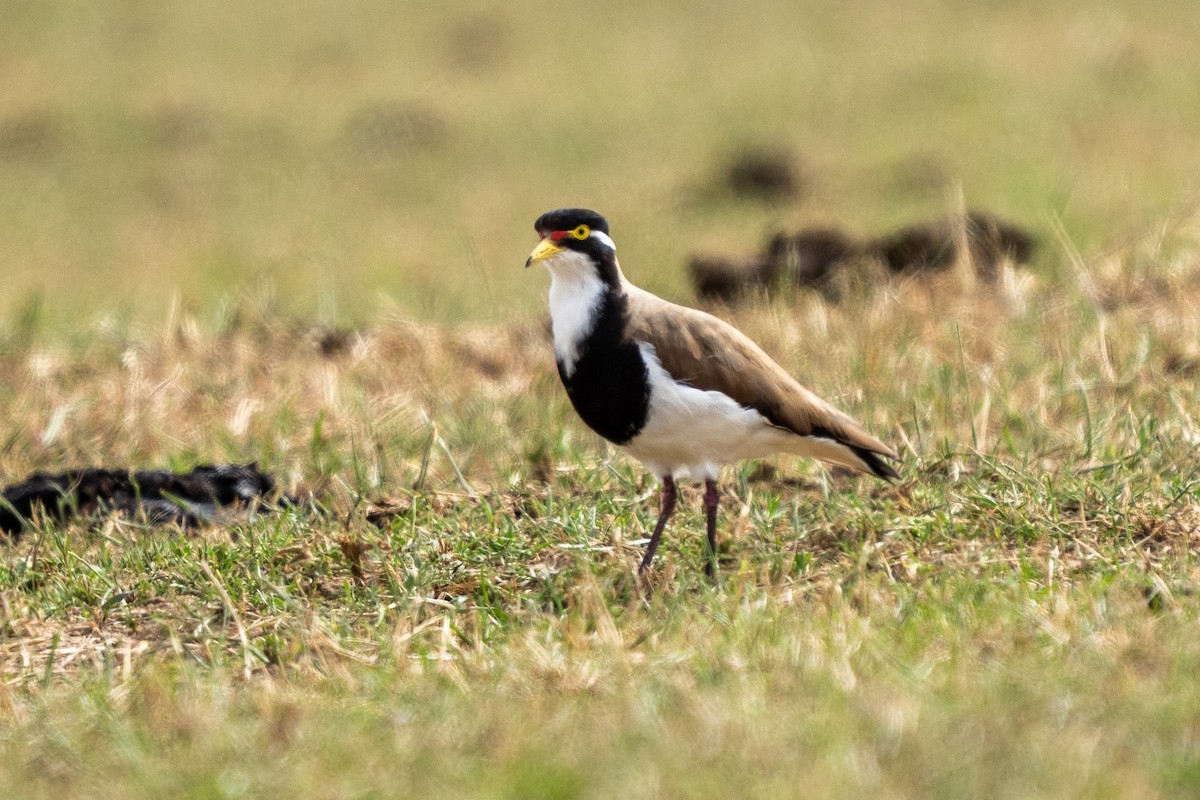 Banded Lapwing - ML646621004