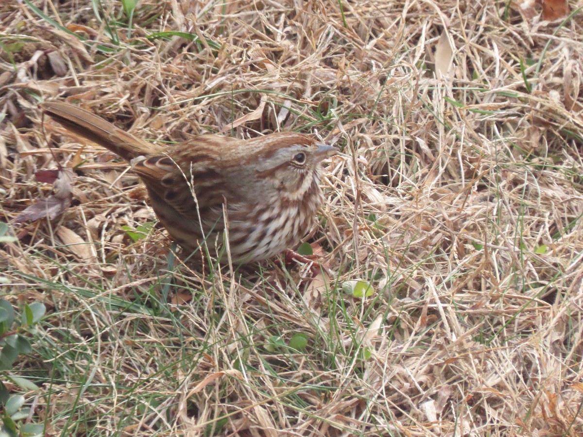 Chingolo Cantor - ML646621005