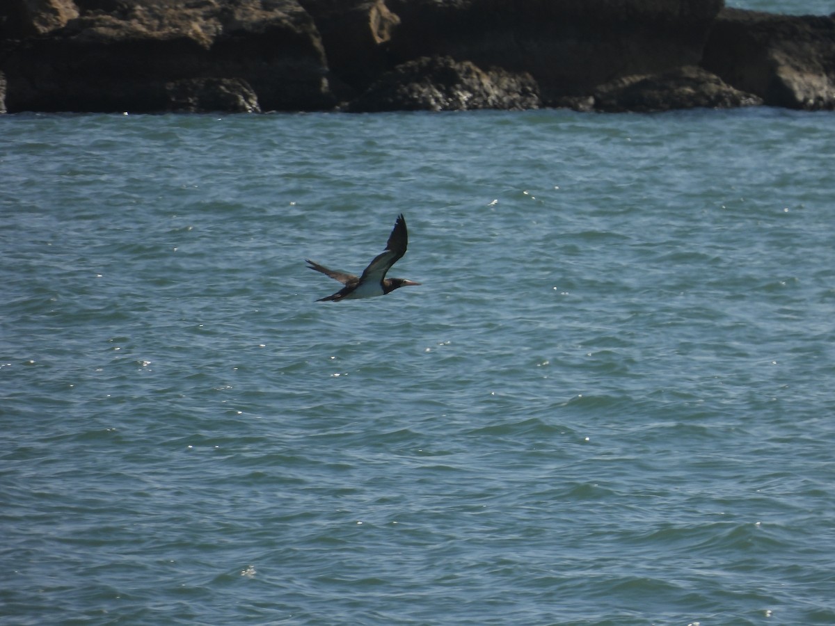 Brown Booby - ML646621006