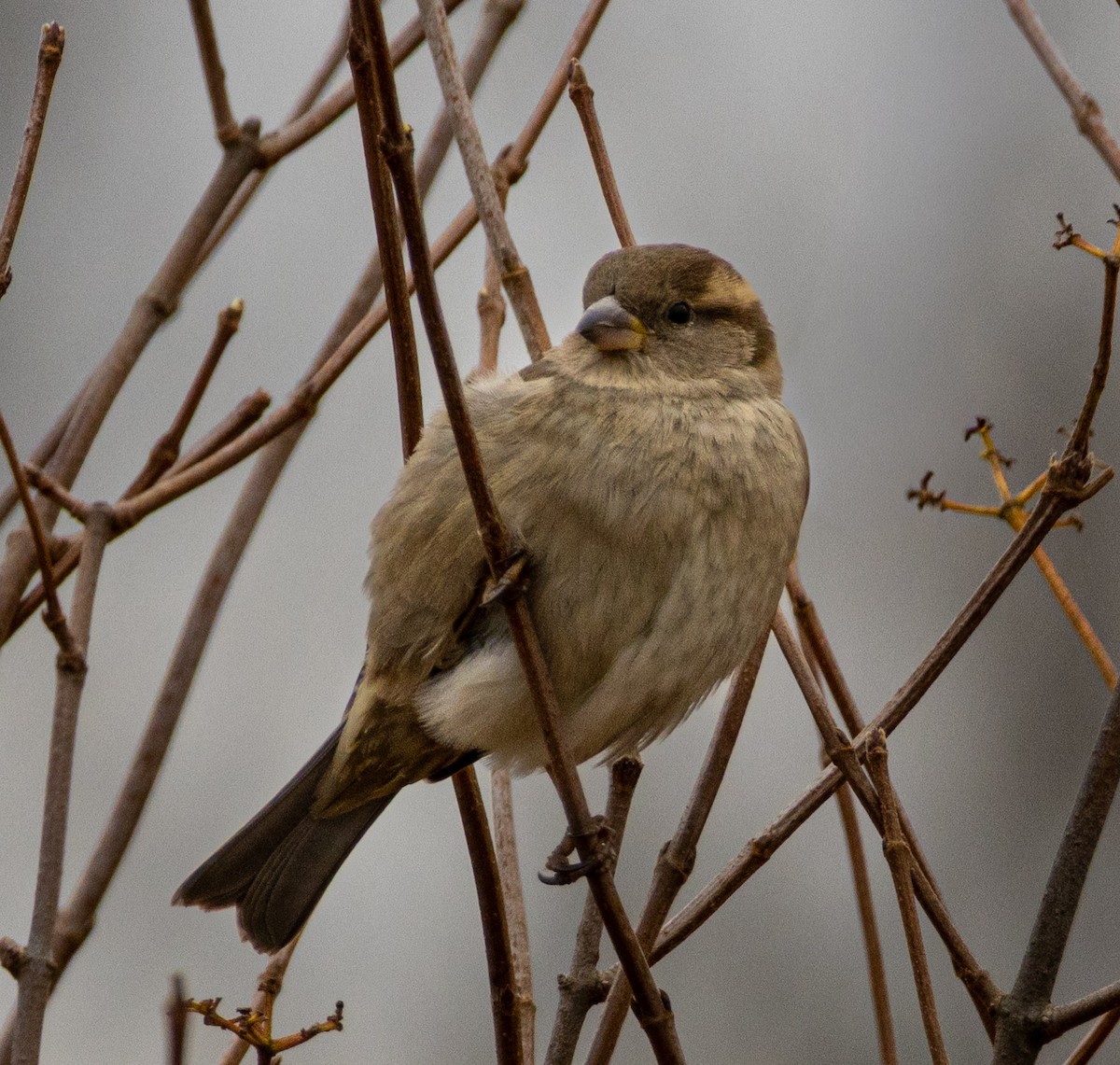 Etxe-txolarrea - ML646621008