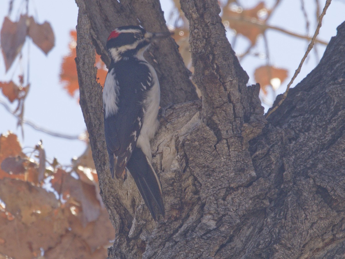 Pico Velloso - ML646621010