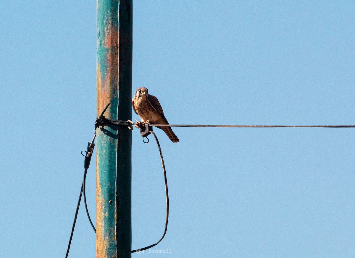 Belatz amerikarra - ML646621011